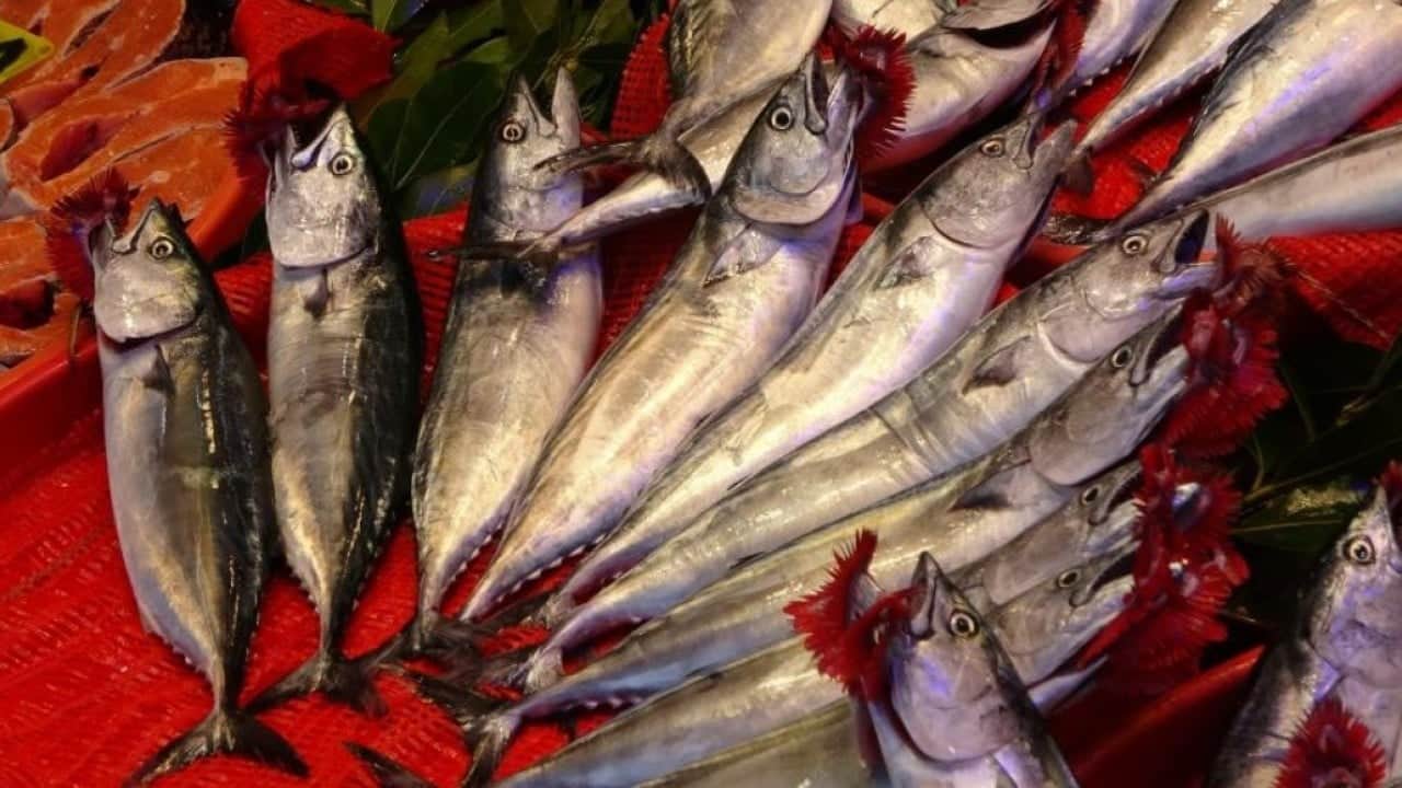 Karadeniz’de palamut bereketi! Balıkçıların yüzü güldü