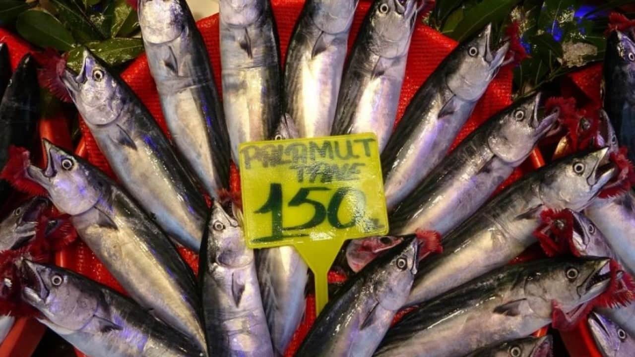 Foto - Karadeniz’de palamut bereketi! Balıkçıların yüzü güldü