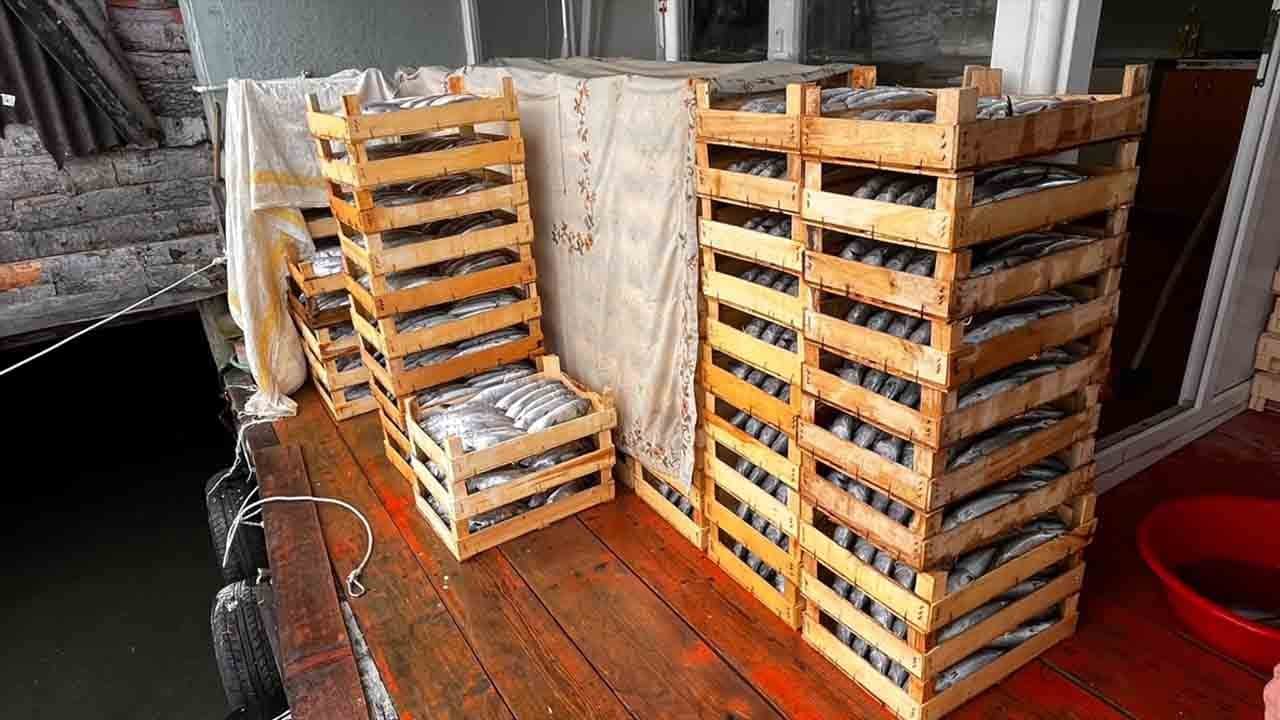 Foto - Karadeniz'de palamut bereketi: Limana rekor avla döndüler
