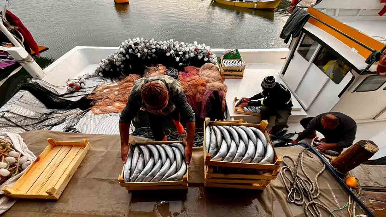 Foto - Karadeniz'de palamut bereketi: Limana rekor avla döndüler