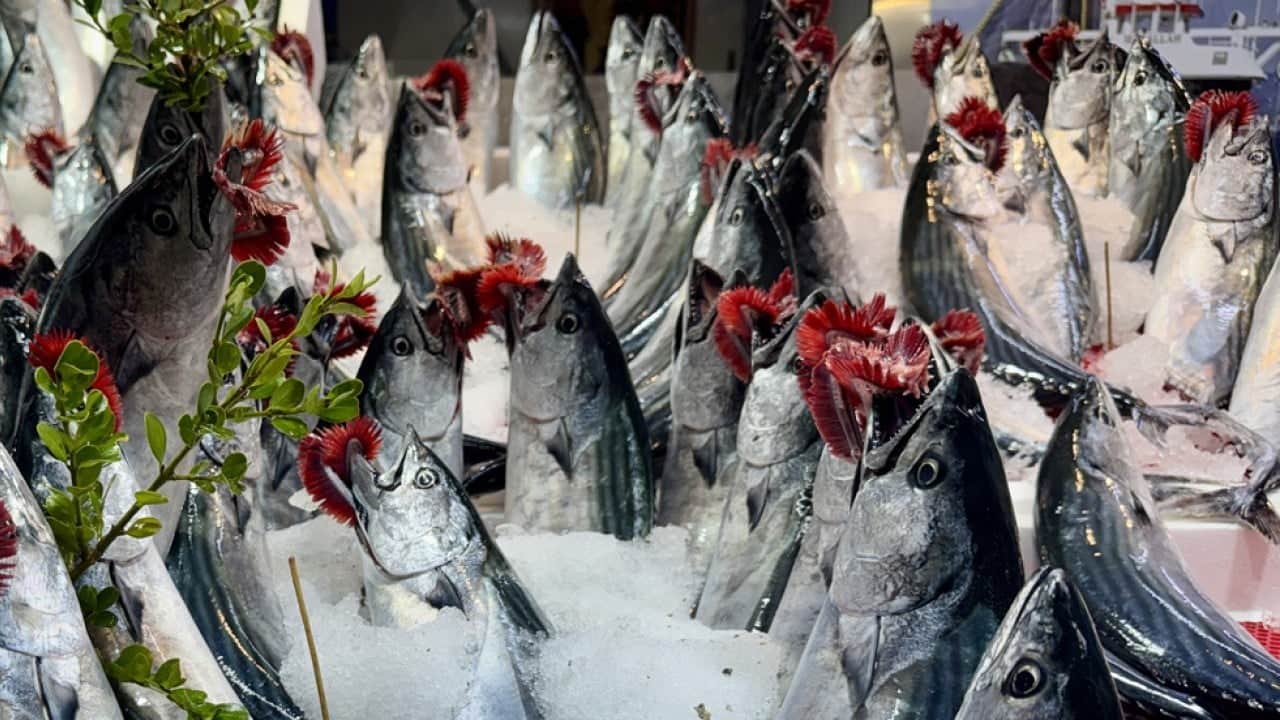Foto - Karadeniz’in bereketi tezgâhlara yansıdı! En ucuz balık palamut oldu