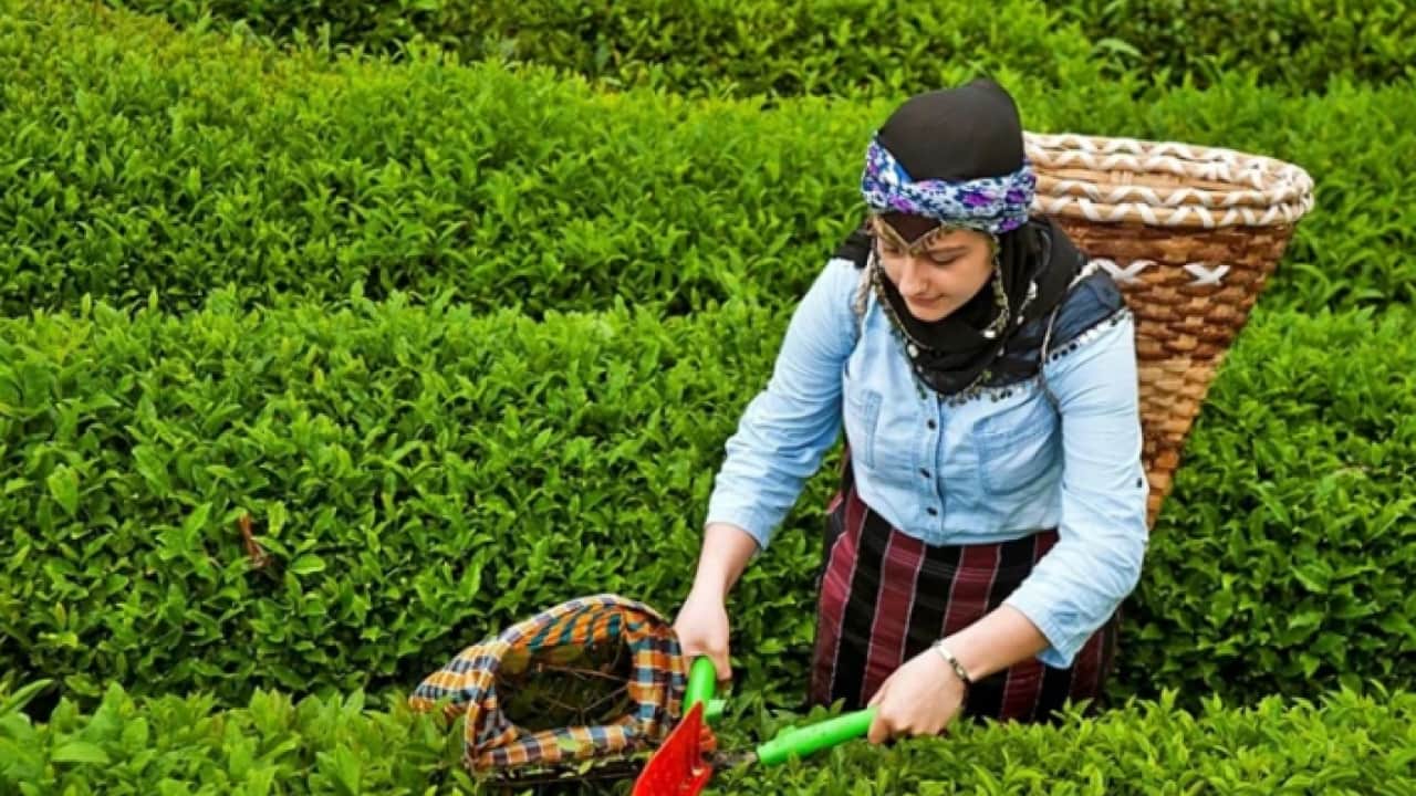 Foto - Karadenizlilerin sırrı ortaya çıktı: Çayın acısı nasıl azaltılır?
