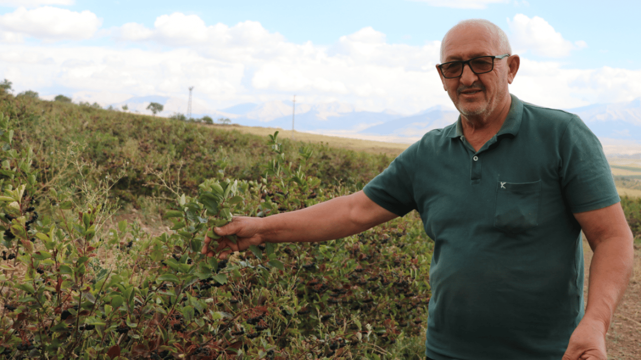 Foto - Büyük bir azimle başlamıştı: Binlerce kök aronya elinde kaldı