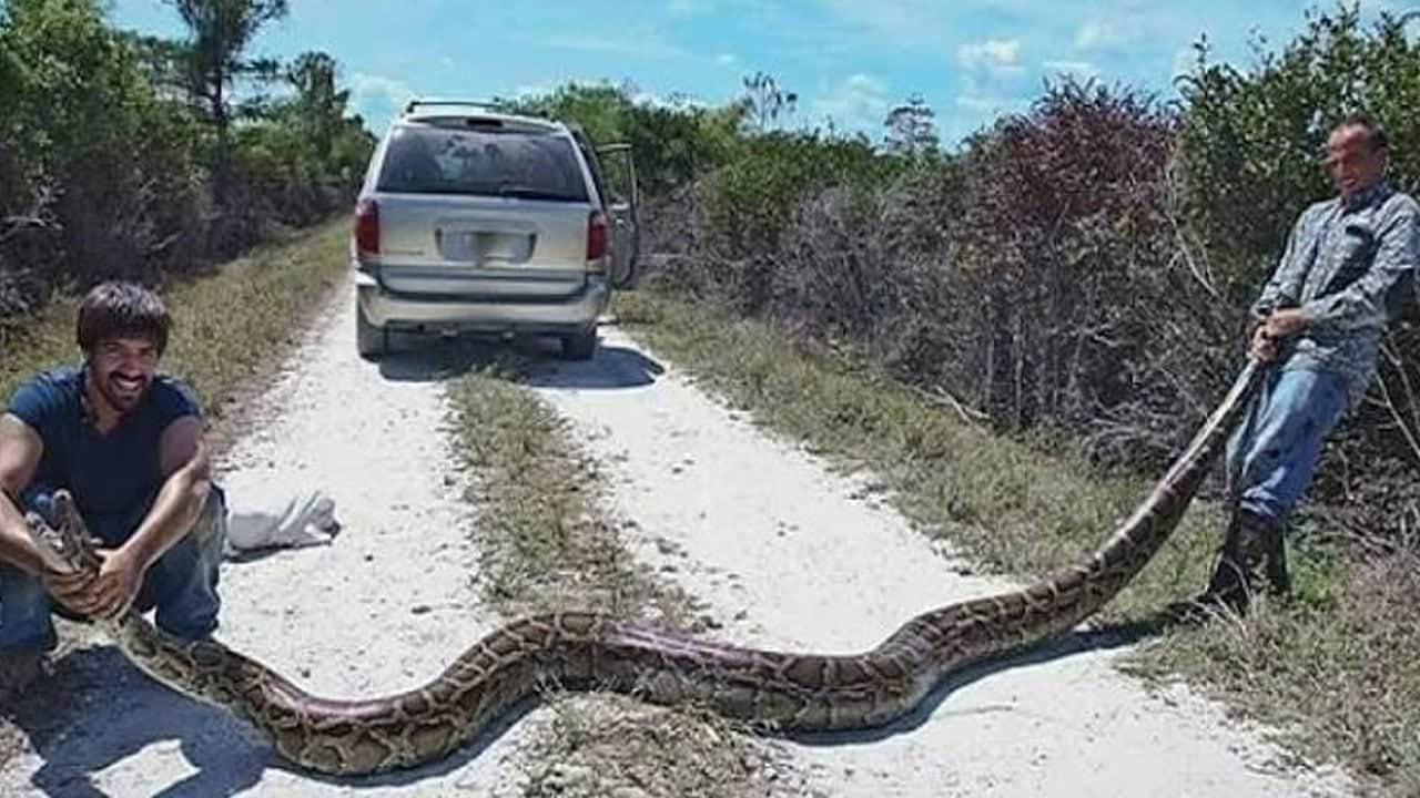 Foto - Karşılarına çıkan her canlıyı yiyorlardı! 10 günde 280 piton avladılar 