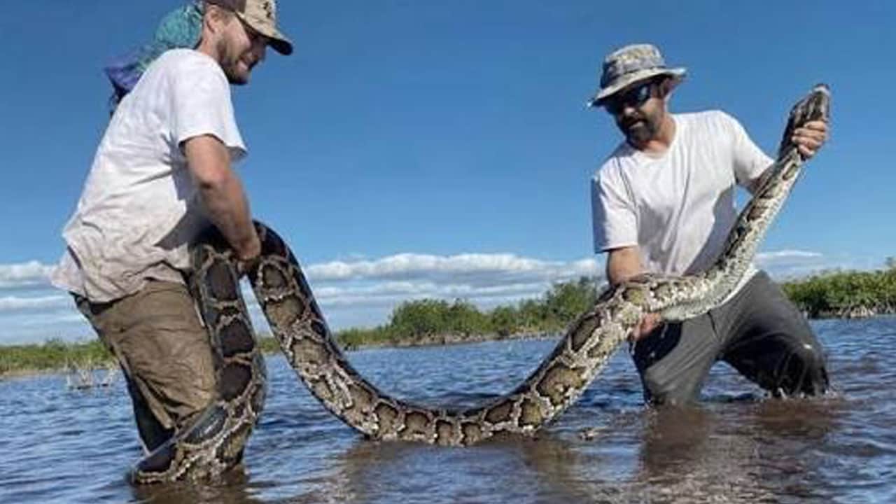 Foto - Karşılarına çıkan her canlıyı yiyorlardı! 10 günde 280 piton avladılar 
