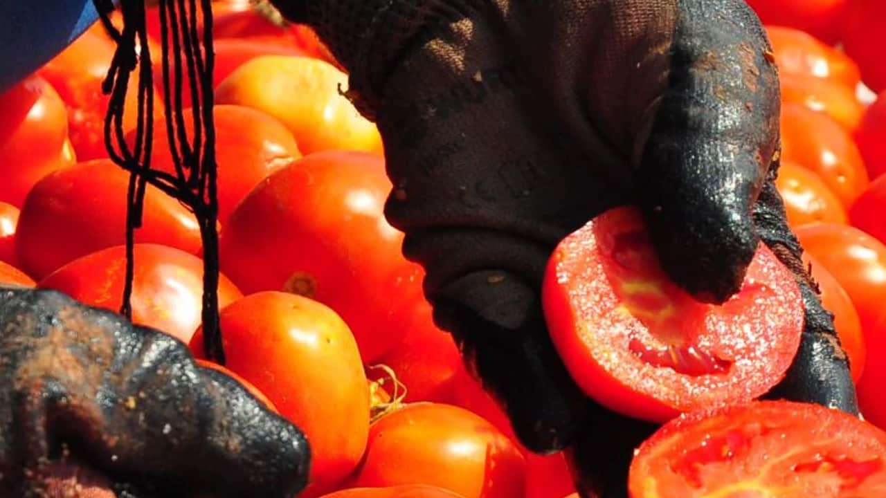 Foto - Kasa kasa alınan domates tezgahta mı yoksa buzdolabında mı saklanır? Sırrı ortaya çıktı tartışmaya neden oluyor
