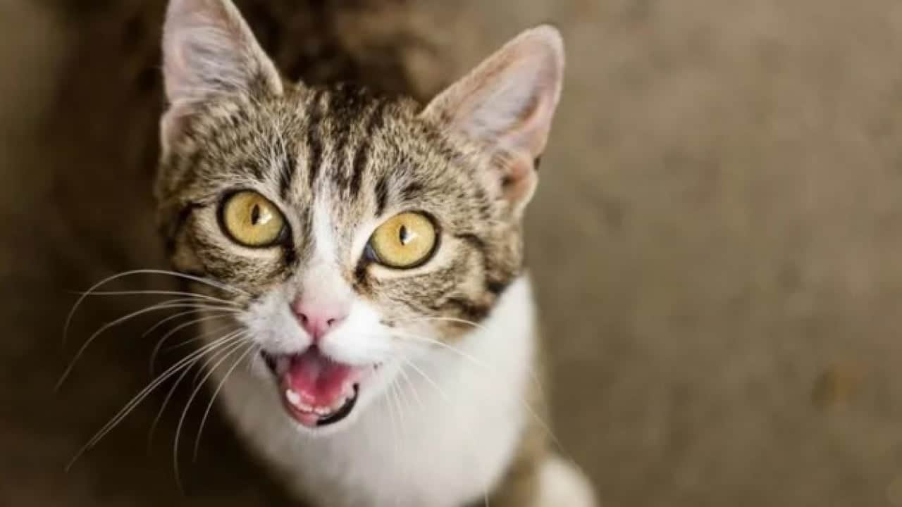 Foto - Kedilerin gece çıkardığı seslerin sırrı ortaya çıktı