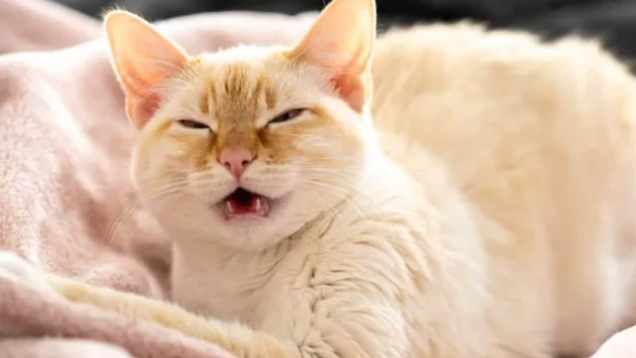 Foto - Kedilerin gece çıkardığı seslerin sırrı ortaya çıktı
