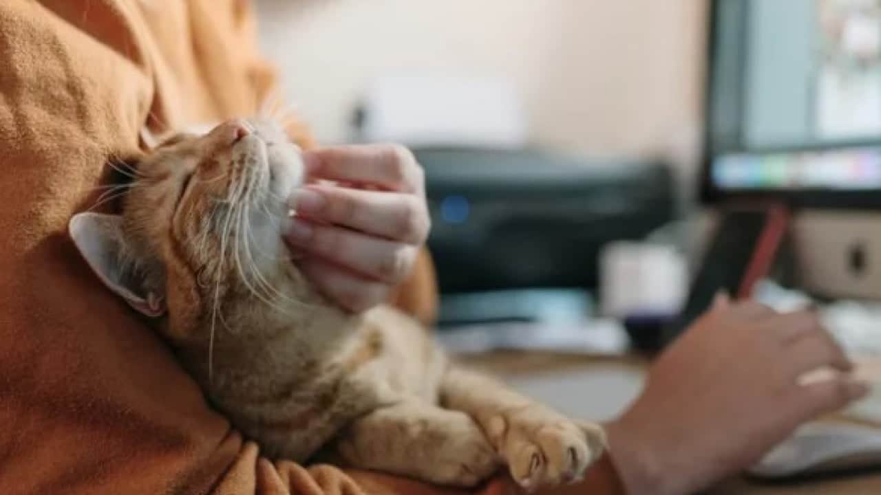 Foto - Kedilerin gece çıkardığı seslerin sırrı ortaya çıktı