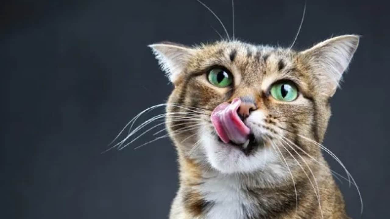 Foto - Kedilerin gece çıkardığı seslerin sırrı ortaya çıktı