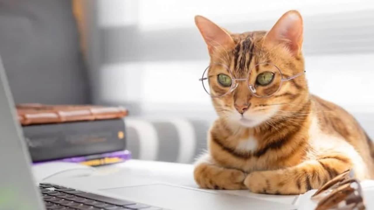 Foto - Kedilerin gece çıkardığı seslerin sırrı ortaya çıktı
