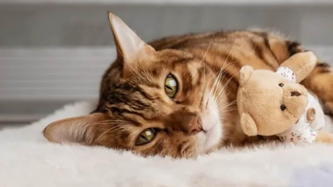 Foto - Kedilerin gece çıkardığı seslerin sırrı ortaya çıktı
