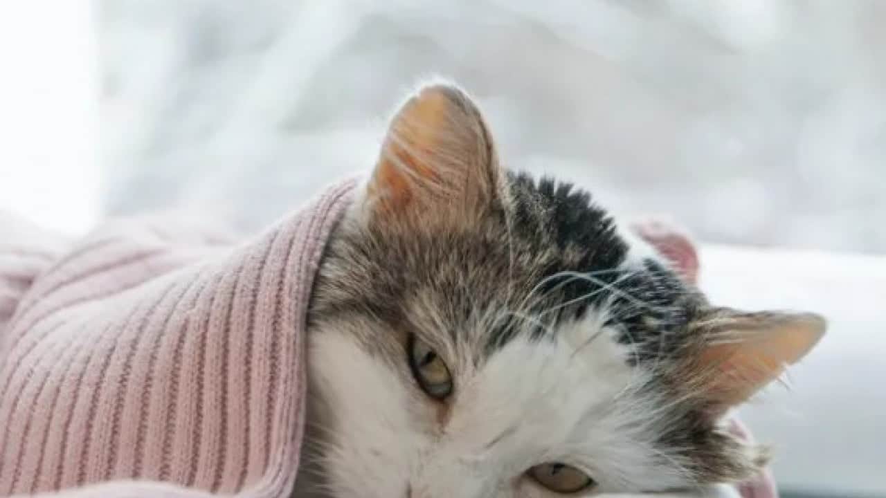 Foto - Kedilerin gece çıkardığı seslerin sırrı ortaya çıktı