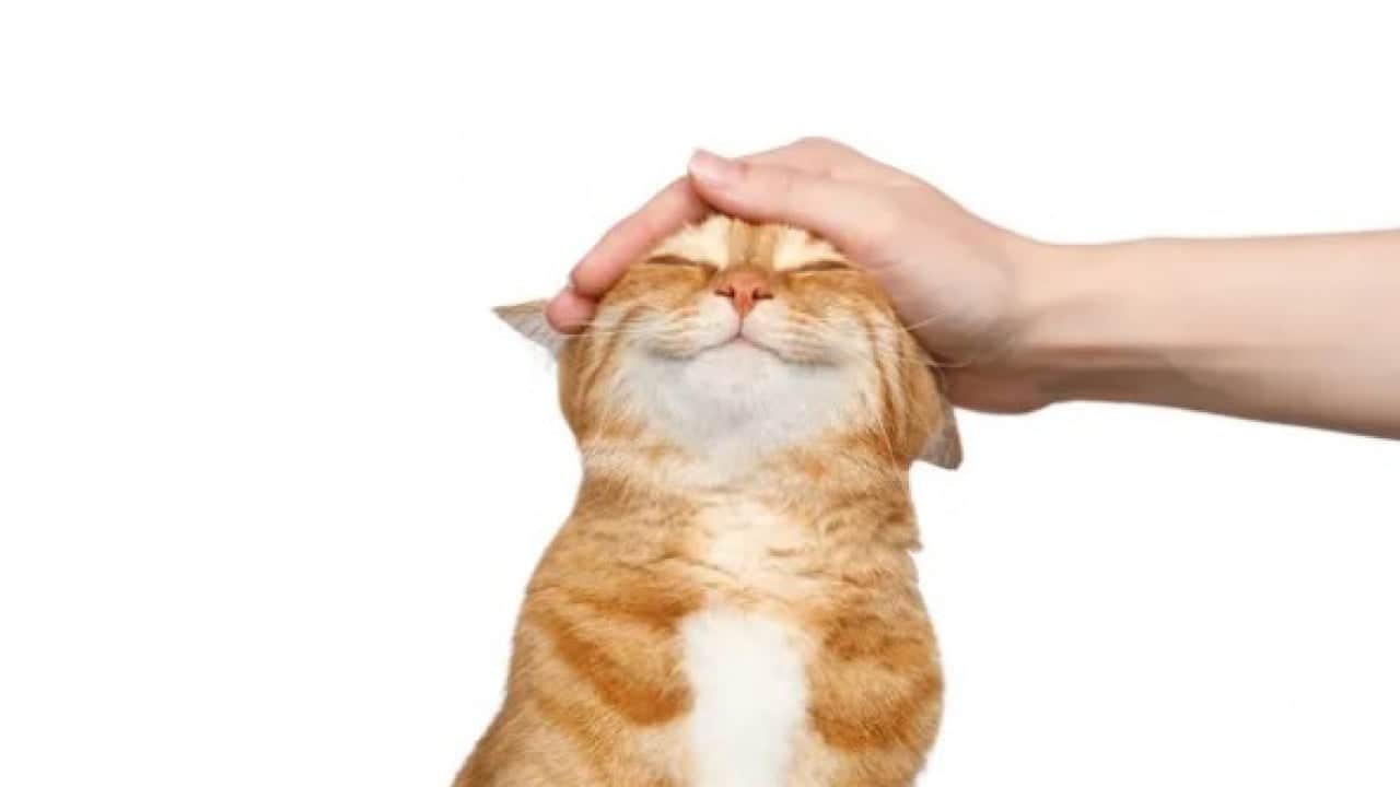 Foto - Kedilerin gece çıkardığı seslerin sırrı ortaya çıktı