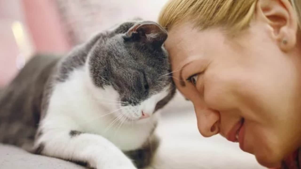 Foto - Kedilerin gece çıkardığı seslerin sırrı ortaya çıktı