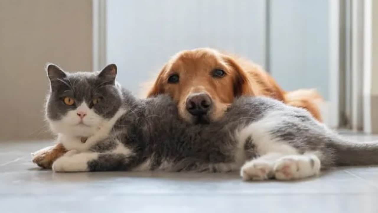Foto - Kedilerin gece çıkardığı seslerin sırrı ortaya çıktı