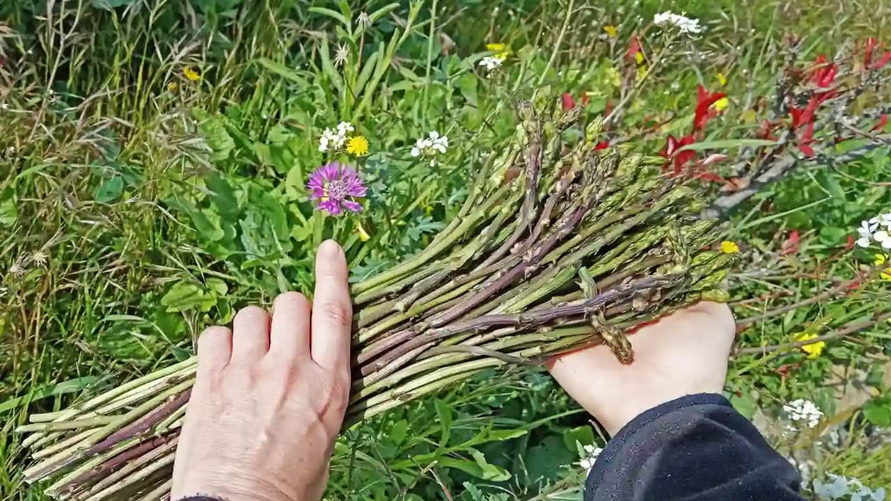 Foto - Kilosu 1.000 ila 1.200 TL arasında! Sadece bir defa dikiliyor, tam 20 sene çılgınlar gibi ürün veriyor