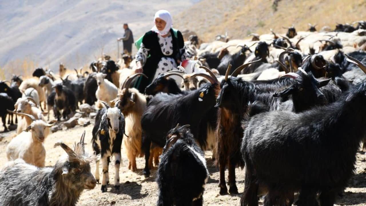 Foto - Kilosu 5 bin ile 10 bin lira arasında Şırnak yaylalarında yapılıyor yüzde yüz organik