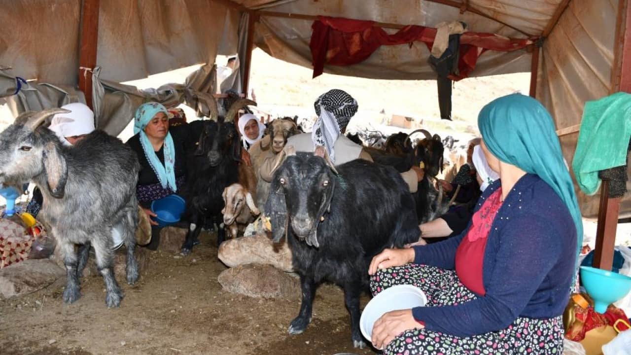 Foto - Kilosu 5 bin ile 10 bin lira arasında Şırnak yaylalarında yapılıyor yüzde yüz organik
