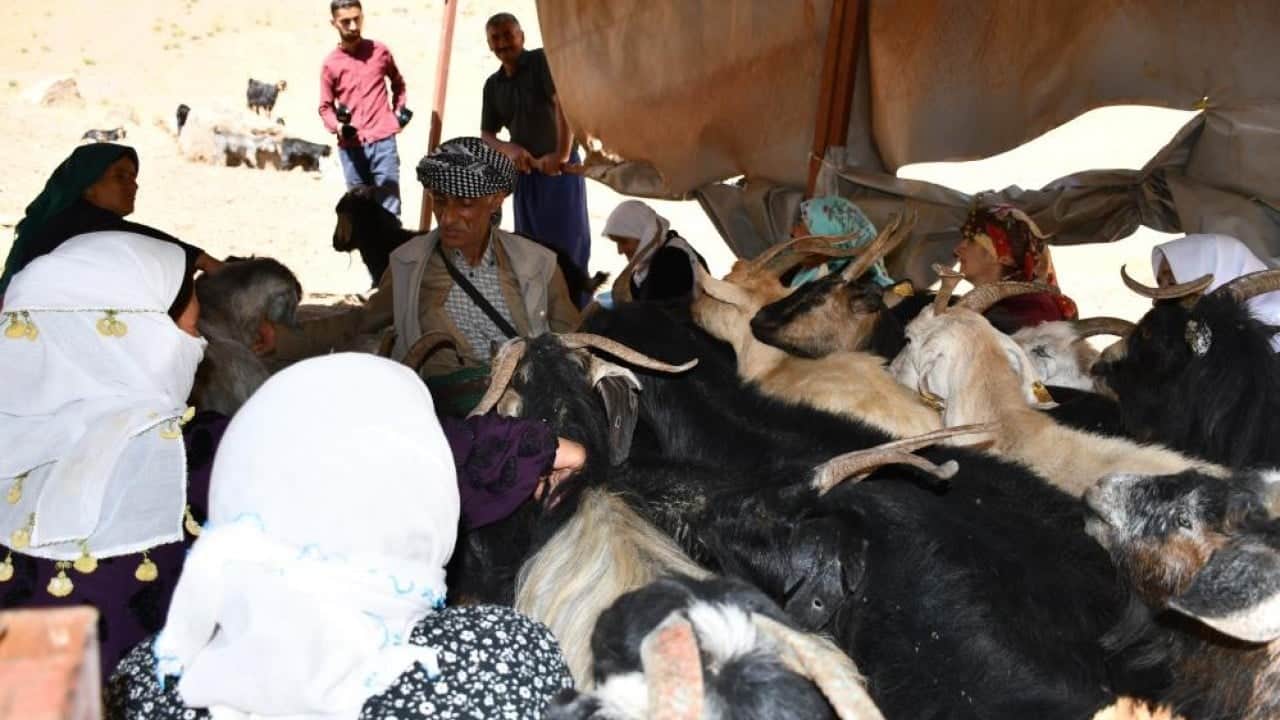 Foto - Kilosu 5 bin ile 10 bin lira arasında Şırnak yaylalarında yapılıyor yüzde yüz organik