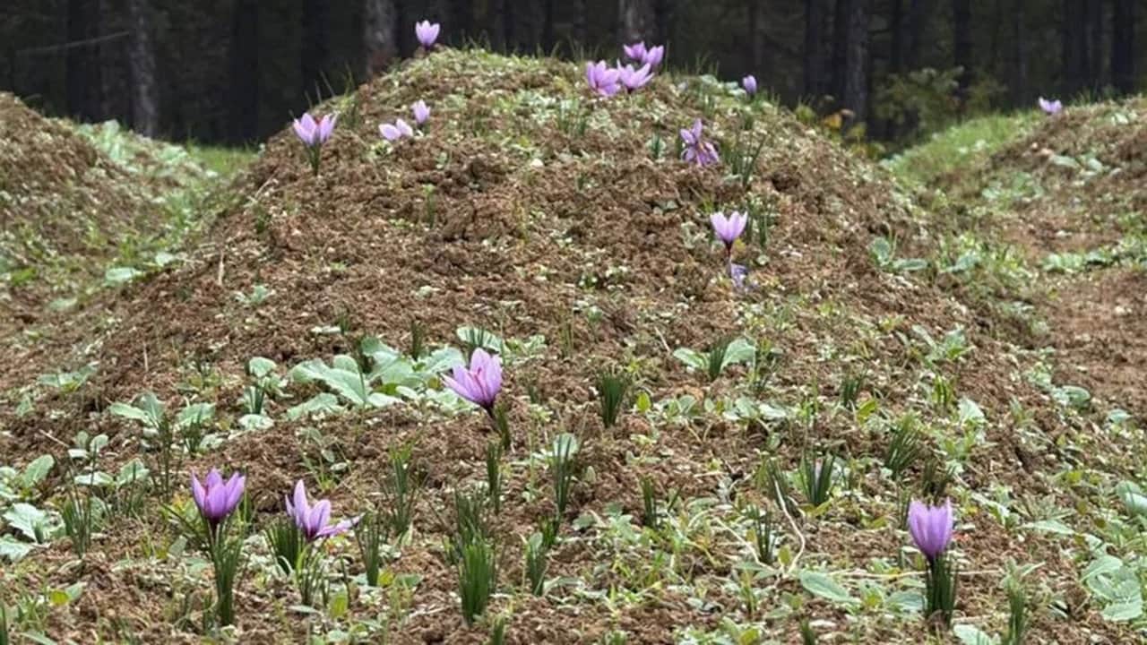 Foto - Kilosu 800 bin liraya ulaştı! Jandarma, "kırmızı altın" için tarlalarda 24 saat silahlı nöbet tutuyor