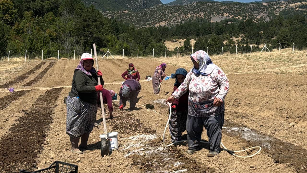Foto - Kilosu geçen sezon 650 bin TL’ydi! Dünyanın en pahalı baharatında ekim başladı
