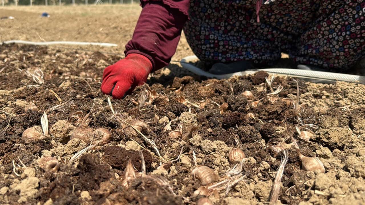 Kilosu geçen sezon 650 bin TL’ydi! Dünyanın en pahalı baharatında ekim başladı
