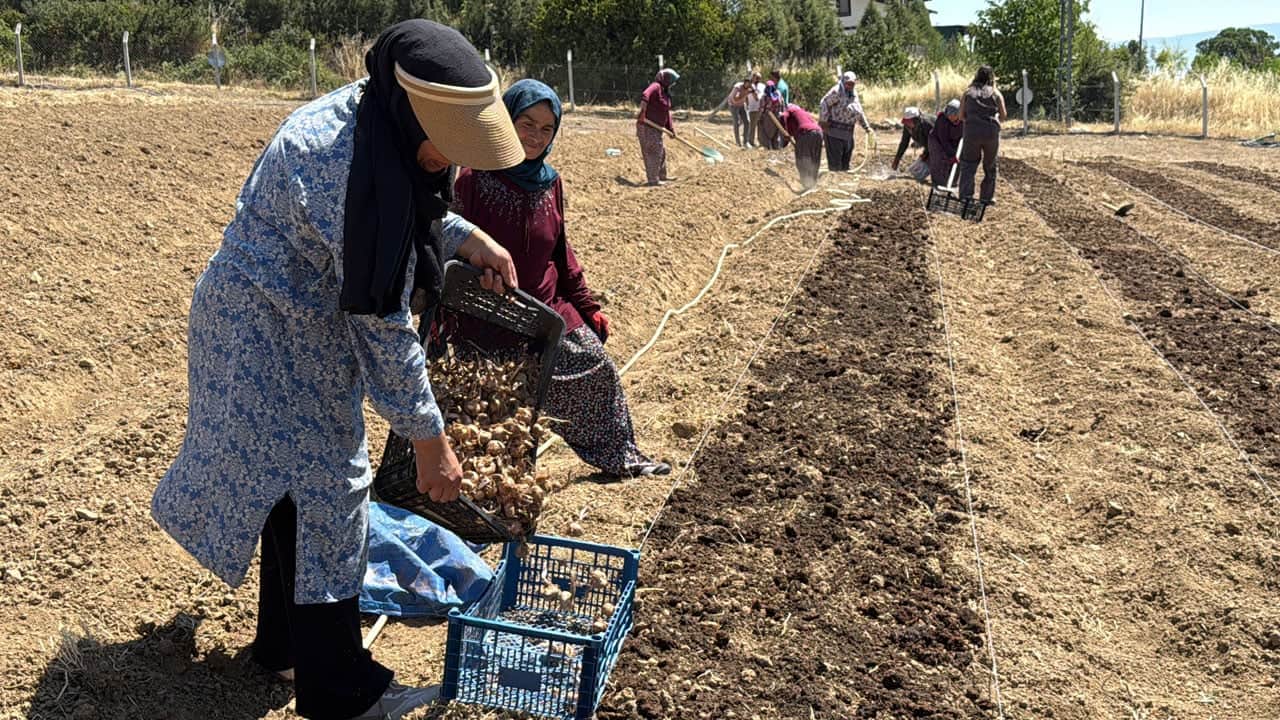 Foto - Kilosu geçen sezon 650 bin TL’ydi! Dünyanın en pahalı baharatında ekim başladı