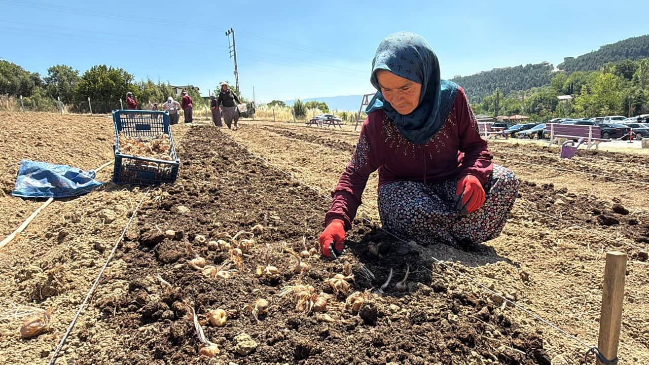 Foto - Kilosu geçen sezon 650 bin TL’ydi! Dünyanın en pahalı baharatında ekim başladı