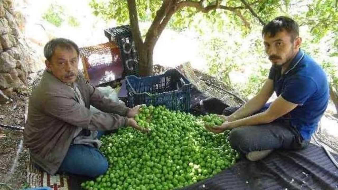 Foto - Kilosu tamı tamına 800 TL! Araplar ve Avrupalılar sıraya girdi, hasat başlar başlamaz bitiyor