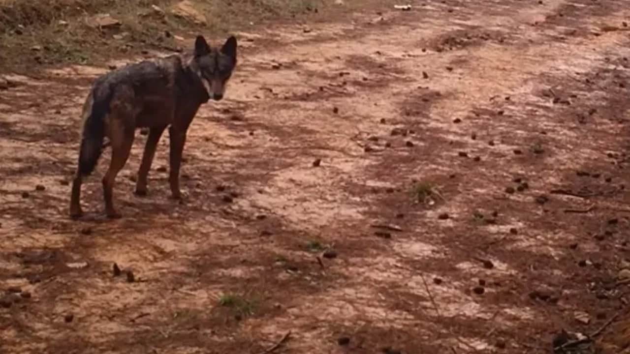 Foto - Kimse varlığından haberdar bile değil! İstanbul ormanlarında görüntülendi