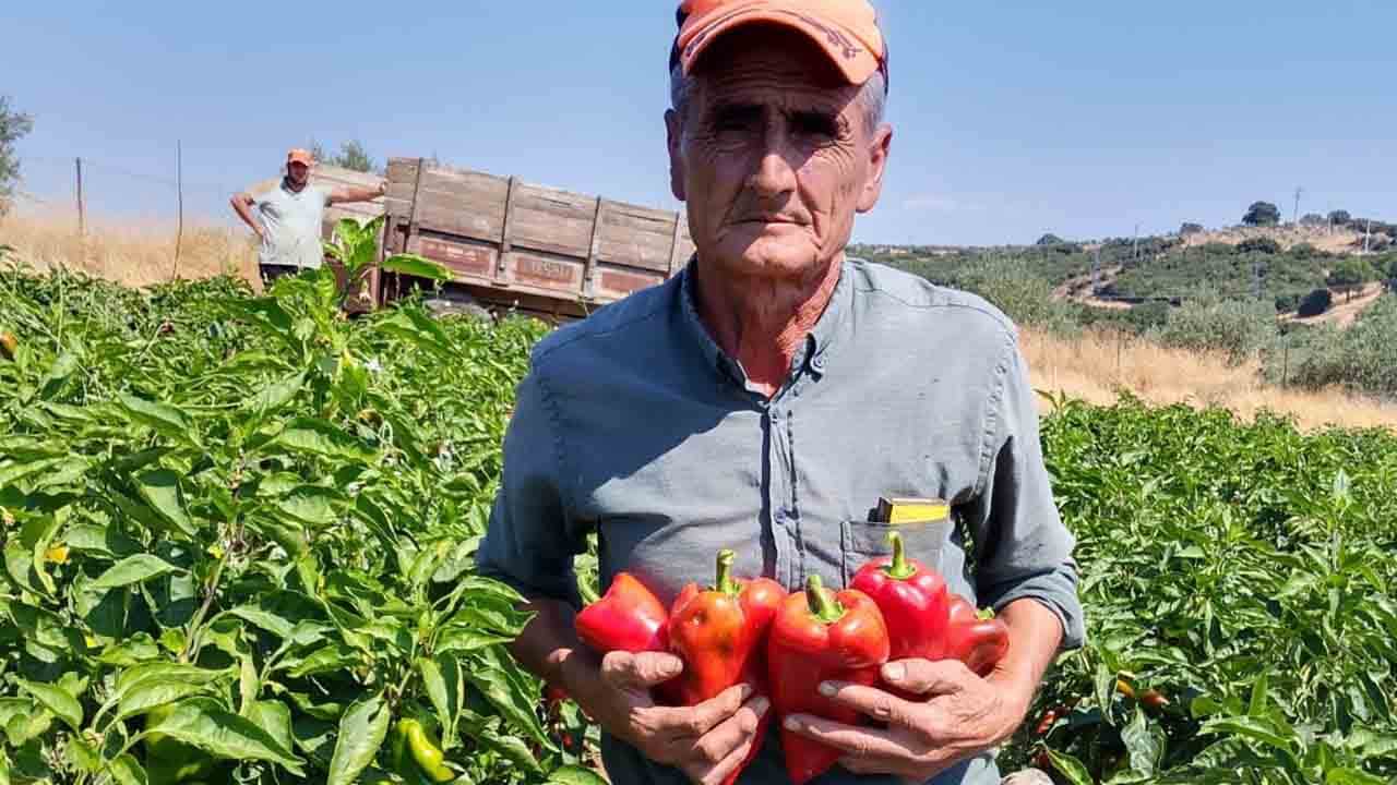 Foto - Kırmızı inci tarlalardan yola çıktı: Salihli'de hasat coşkusu!