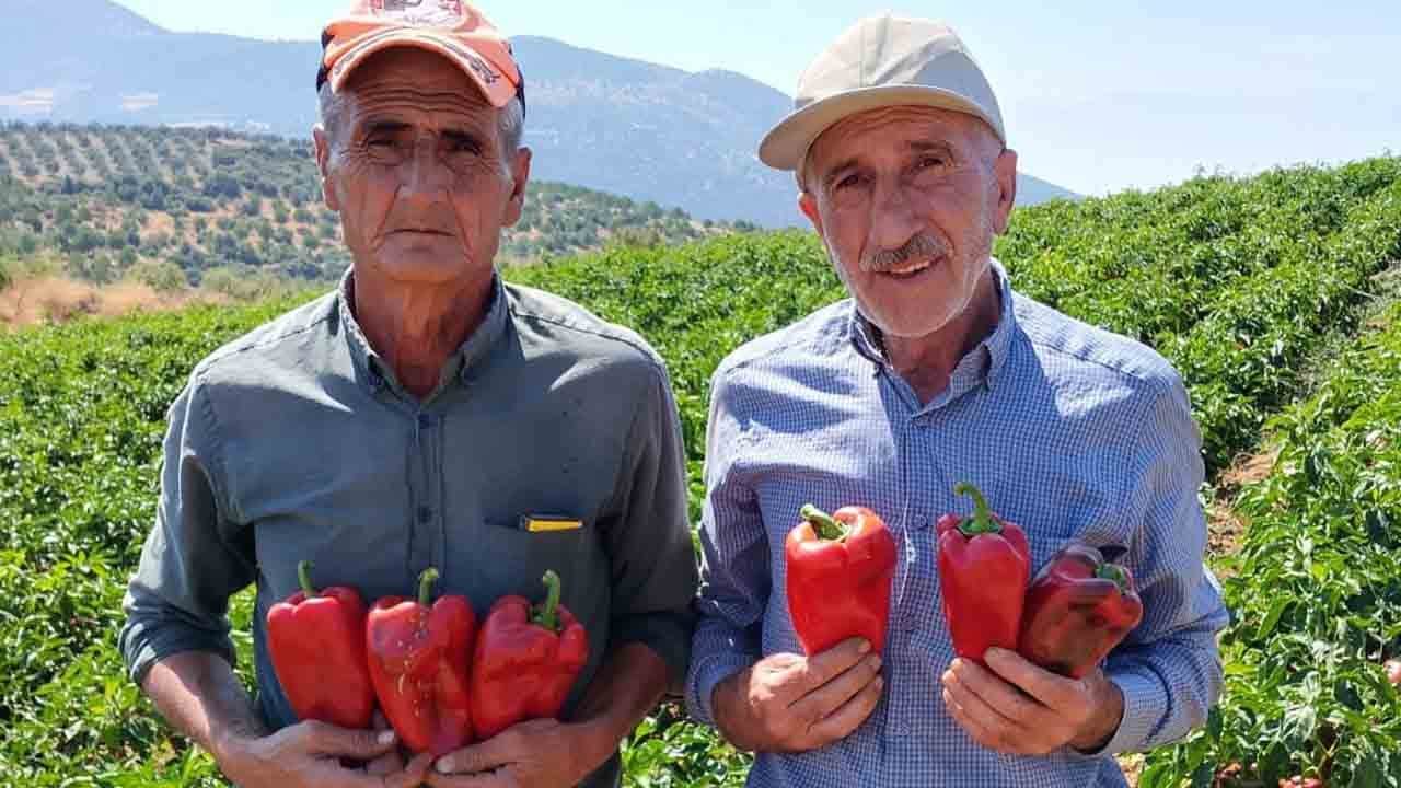 Kırmızı inci tarlalardan yola çıktı: Salihli'de hasat coşkusu!