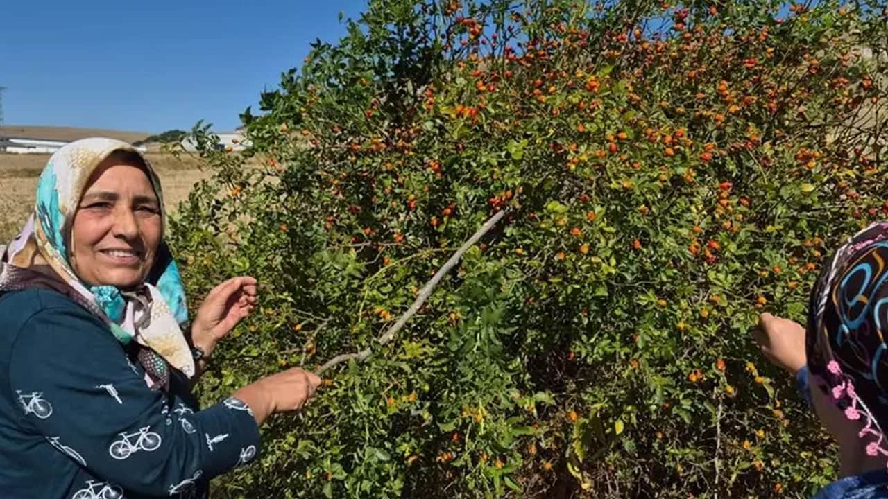Foto - Kış hastalıklarına şifalı kaynak: Şifa kaynağı dikenli dalların arasından toplanıyor, şifalı suya dönüşüyor