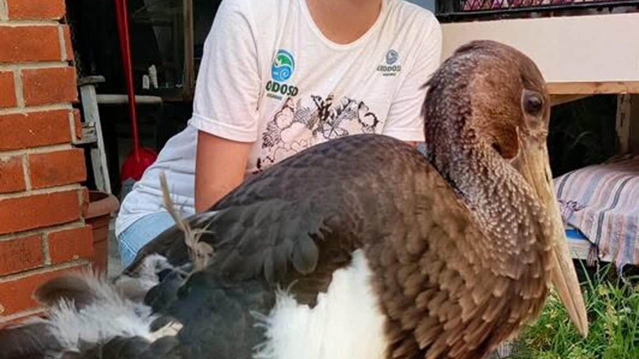 Foto - Koruma altına alındı Uçamayan Kara Leylek tedavi edilecek