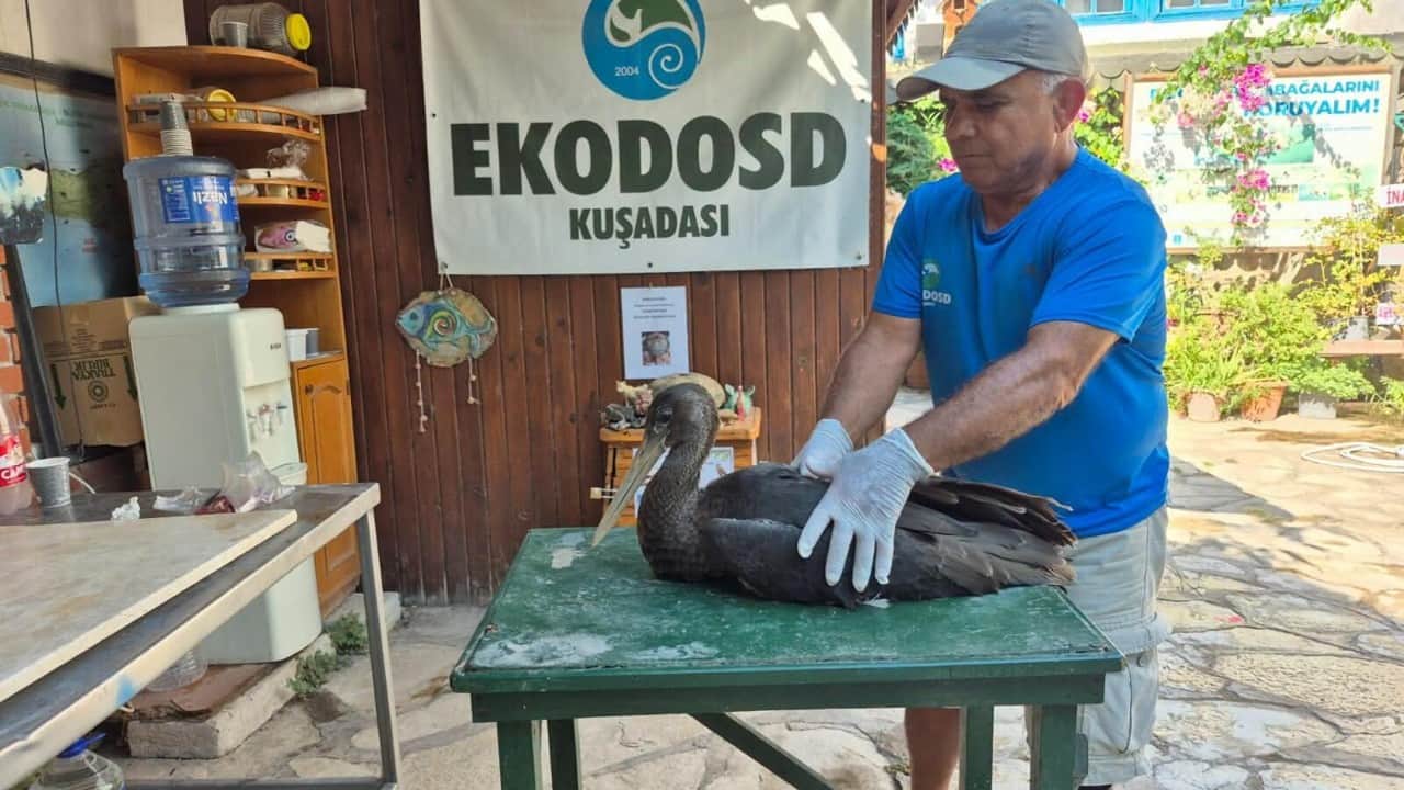 Foto - Koruma altına alındı Uçamayan Kara Leylek tedavi edilecek