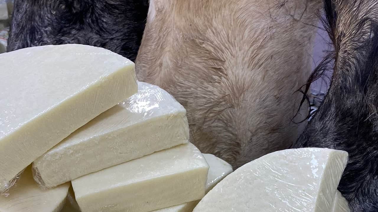 Foto - Koyun peyniri katkı sağlıyor: Koyun peyniri neden daha sağlıklıdır? Yayladan peynir olarak soframıza geliyor 