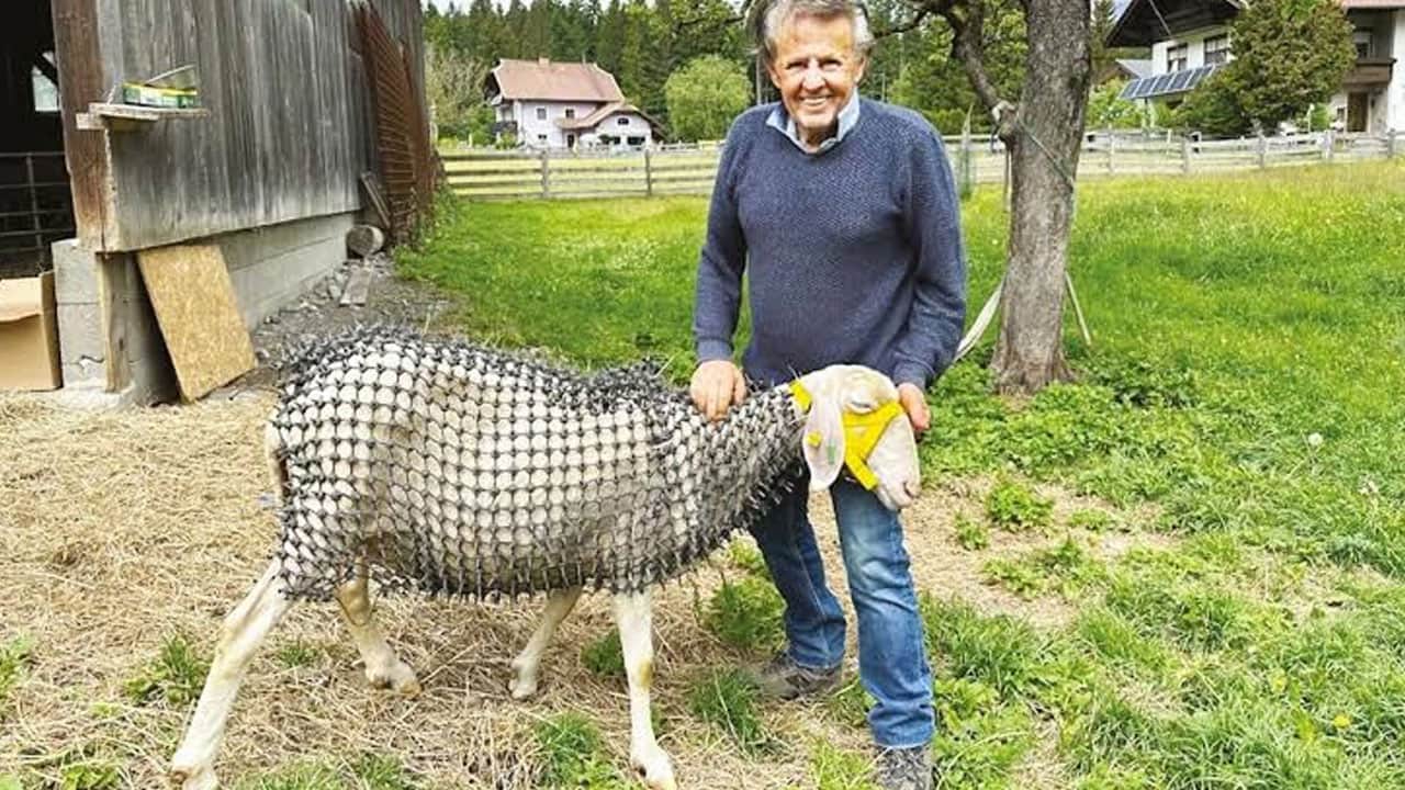 Foto - Koyunları kurttan korumak için çivili zırh giydirdiler 