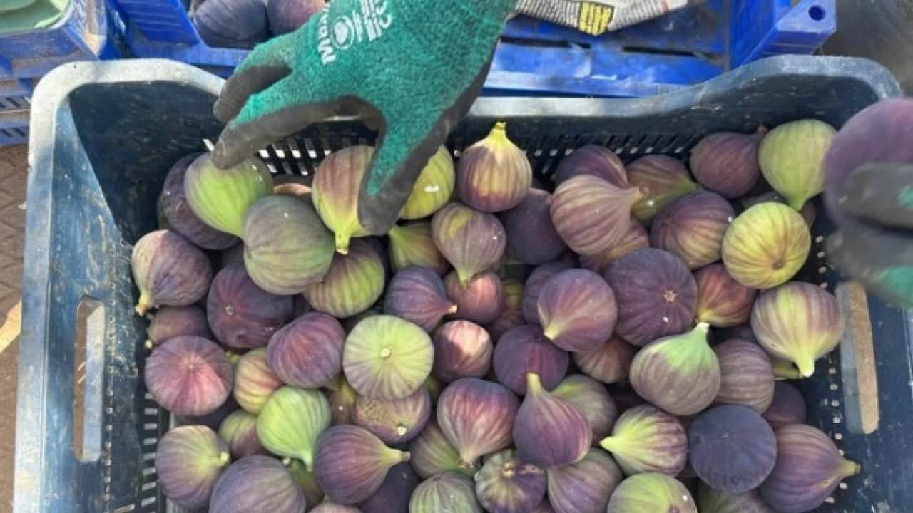 Foto - Kraliyet mutfağını bile süslüyor! Bursa incirinde hasat başladı