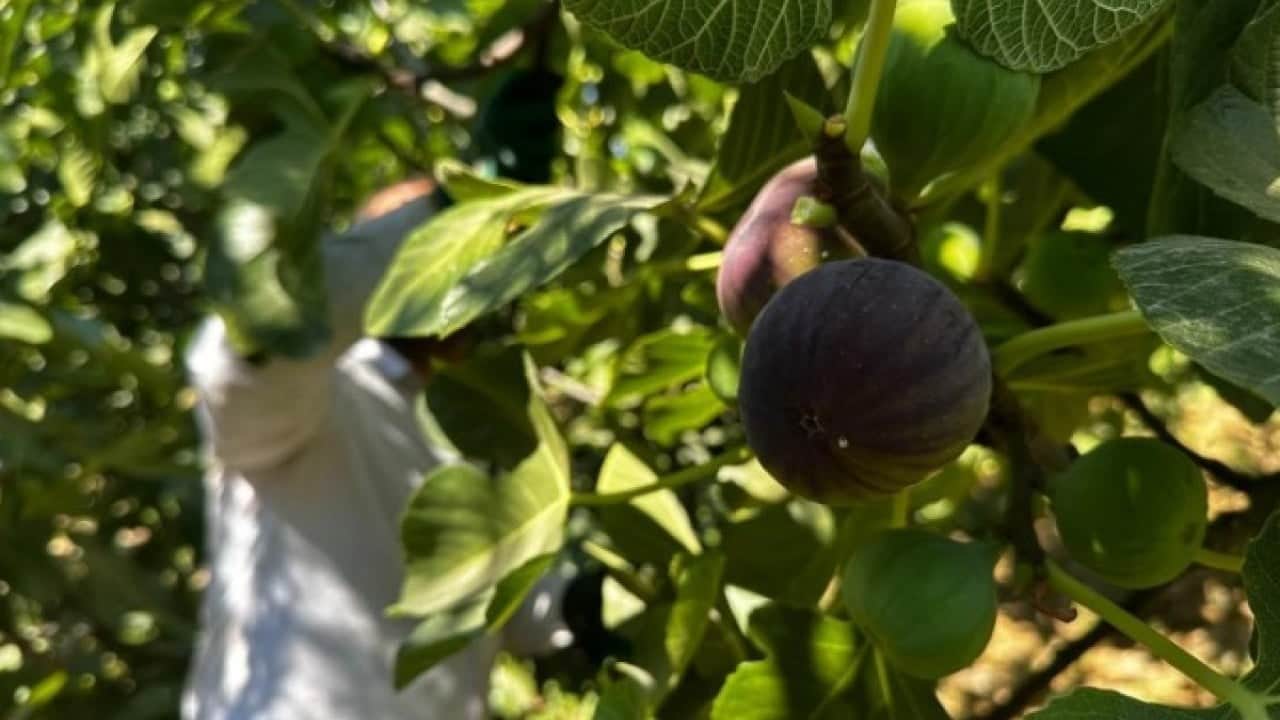 Kraliyet mutfağını bile süslüyor! Bursa incirinde hasat başladı