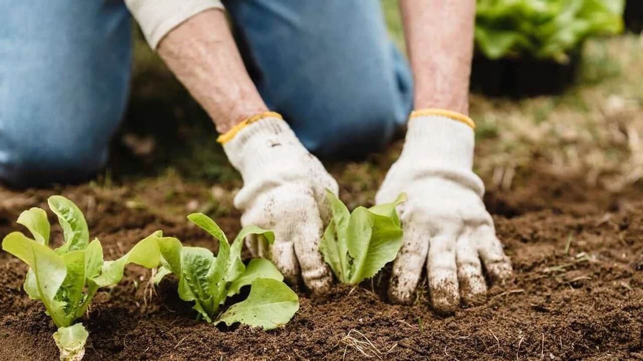  Kritik o detay... Saksıya bakır para gömün: Tek başına etkisine şaşıracaksınız... Evde bitki yetiştirenler...