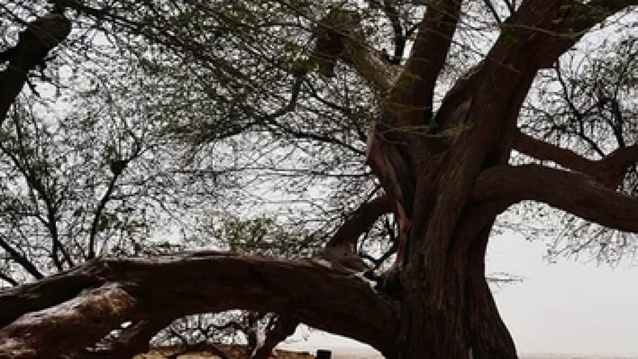 Kumlu bir tepenin üzerinde direkt tek başına duruyor: Çölün ortasında 440 yıllık mucize!
