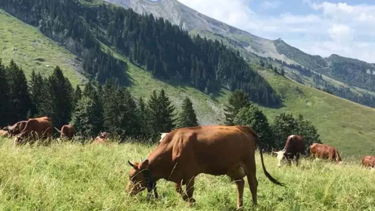 Foto - Kuraklık peynirde katı kuralları değiştirdi! Artık yüzde 15 yetecek