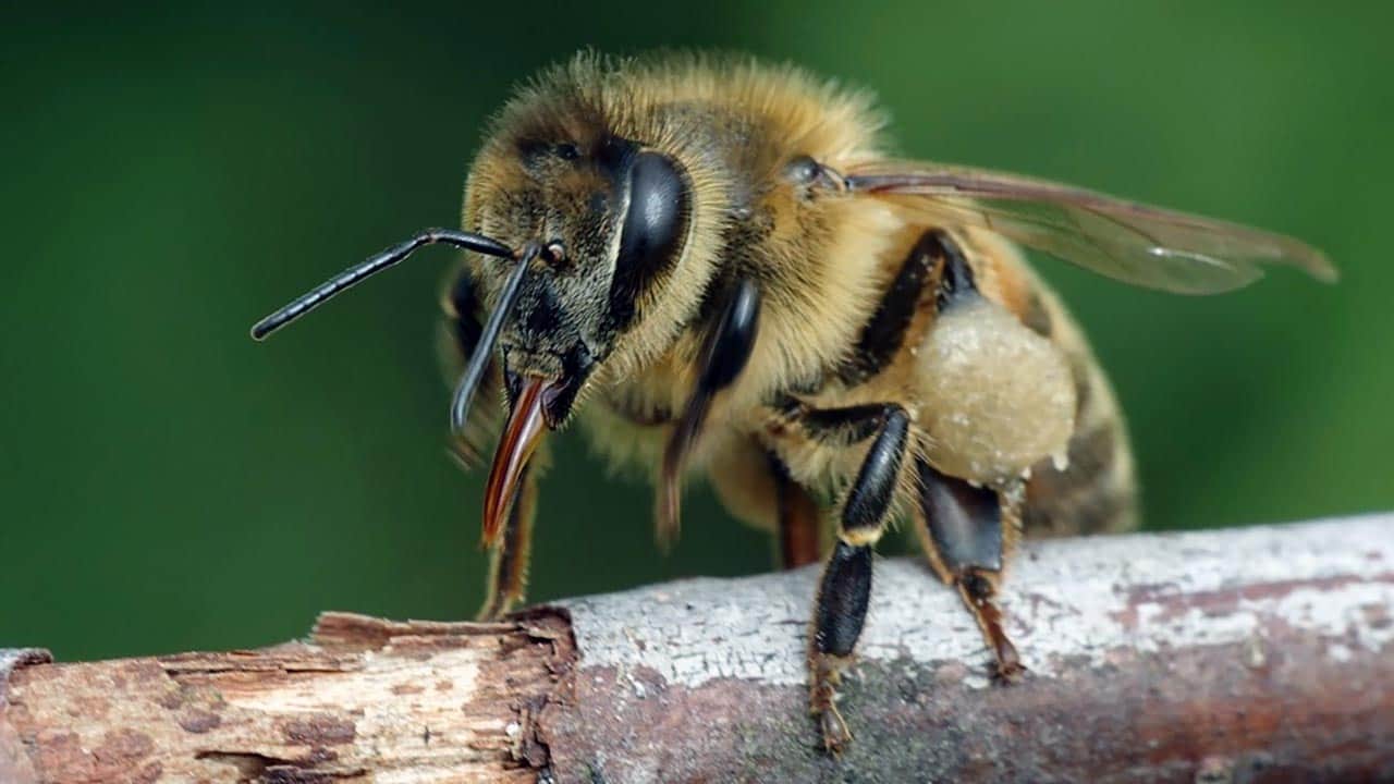 Foto - Kur'an-ı Kerim'de adları geçiyor! Bilim adamları şoke oldu
