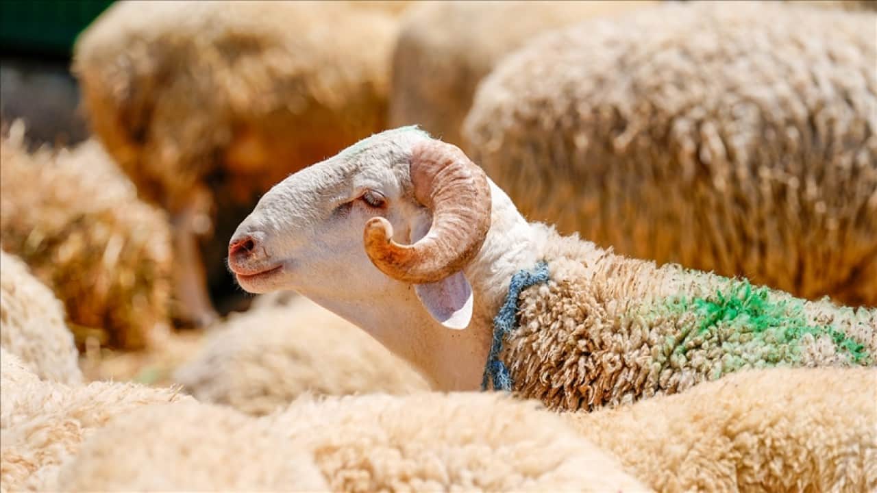 Foto - Kurban ibadetinde merak edilen 10 soru 10 cevap