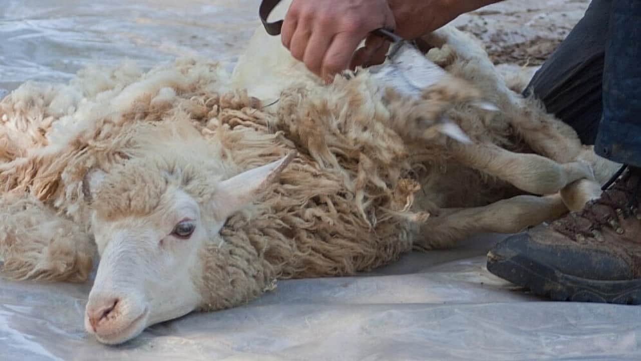 Foto - Kurban ibadetinde merak edilen 10 soru 10 cevap