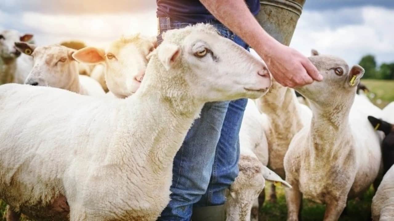 Foto - Kurban ibadetinde merak edilen 10 soru 10 cevap