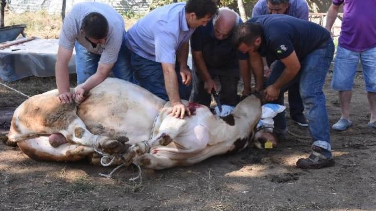 Foto - Kurban ibadetinde merak edilen 10 soru 10 cevap