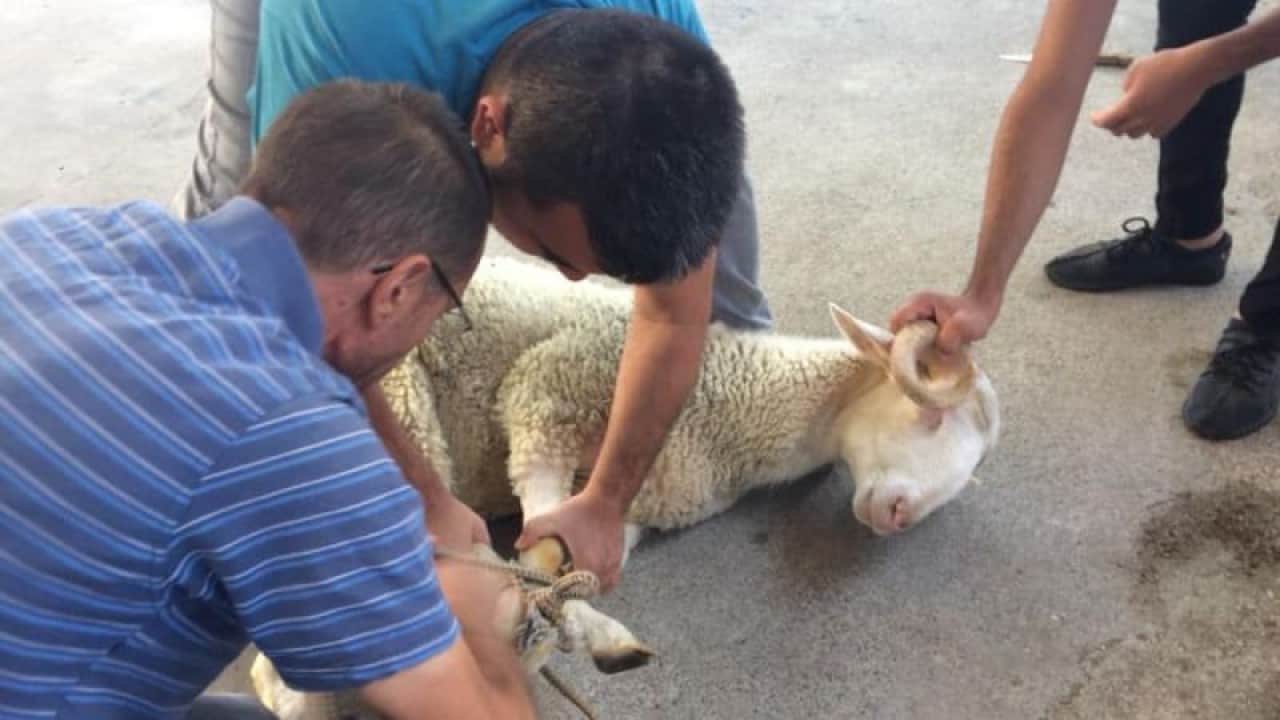 Foto - Kurban ibadetinde merak edilen 10 soru 10 cevap