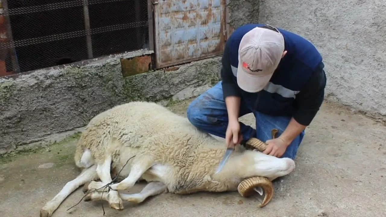 Foto - Kurban ibadetinde merak edilen 10 soru 10 cevap